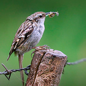 Short-toed Treecreeper